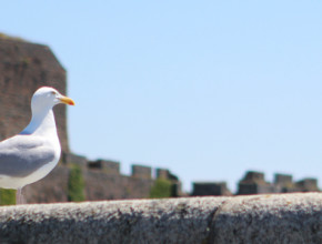 jersey guernsey diary