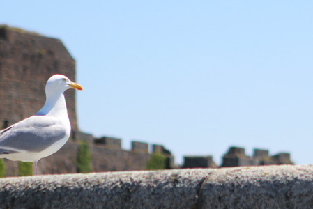jersey guernsey diary